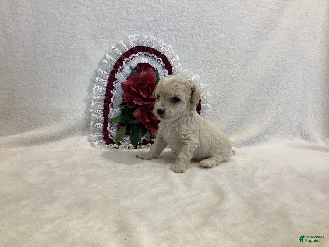 Maltipoo dogs for sale: Crispie - Ad 7