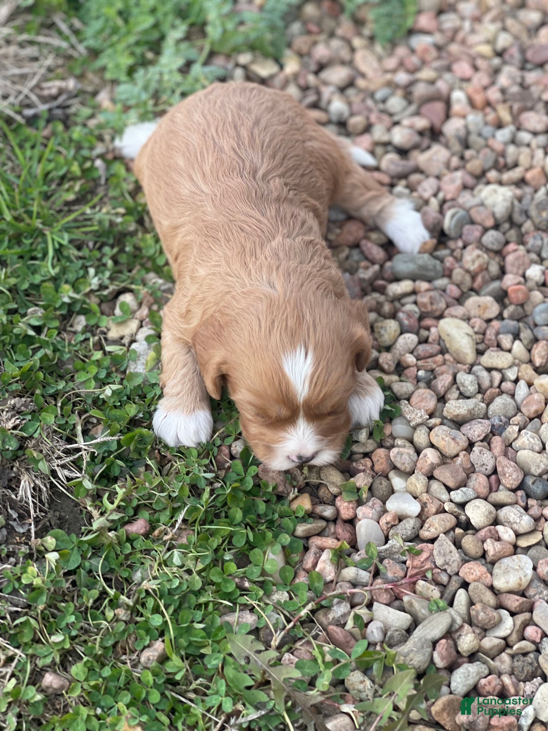 Cavapoo dogs for sale: Cavapoo Puppy 2 - Ad 6