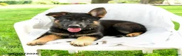 German Shepherd dogs for sale: Daria - Ad 3