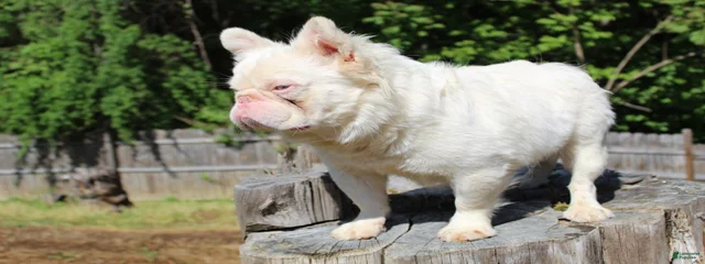 Pink Fluffy