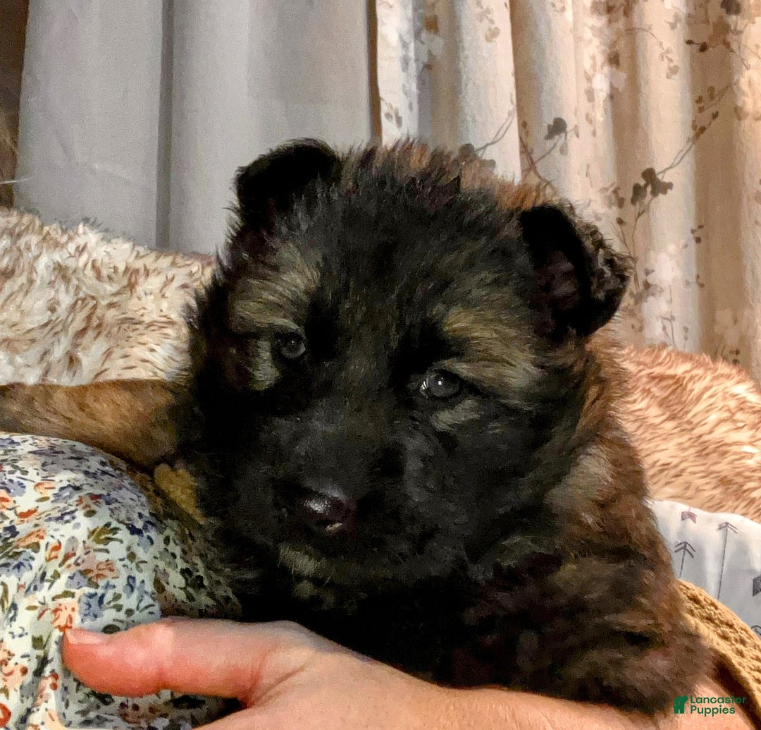 German Shepherd dogs for sale: ♥️SWEET SABLE ♥️ - Ad 37