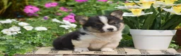 Welsh Corgi Pembroke dogs for sale: Cowboy - Ad 4