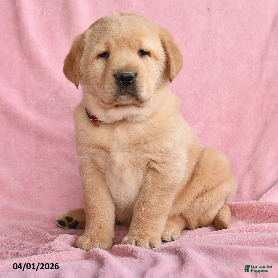 Labrador Retriever dogs Ilya - Ad 2