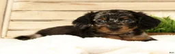 Miniature Dachshund dogs for sale: Milo - Ad 4