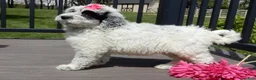Sheepadoodle dogs for sale: Brooke-MEDIUM - Ad 5