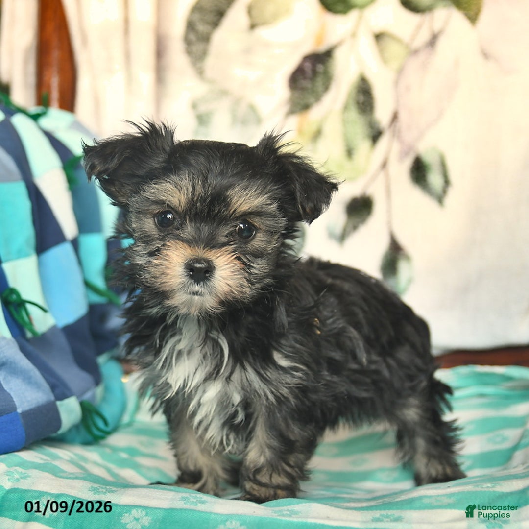Morkie dogs for sale: Martha  - Ad 2