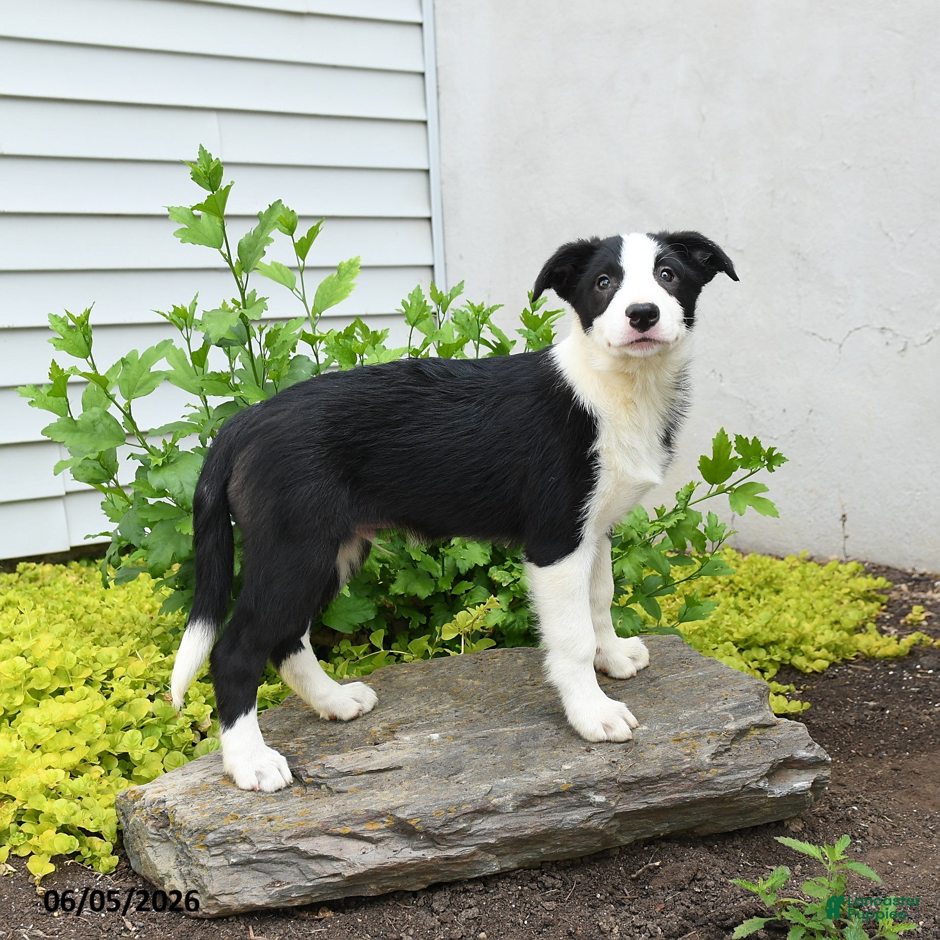 Border Collie dogs Herman - Ad 2