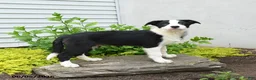 Border Collie dogs for sale: Herman - Ad 2