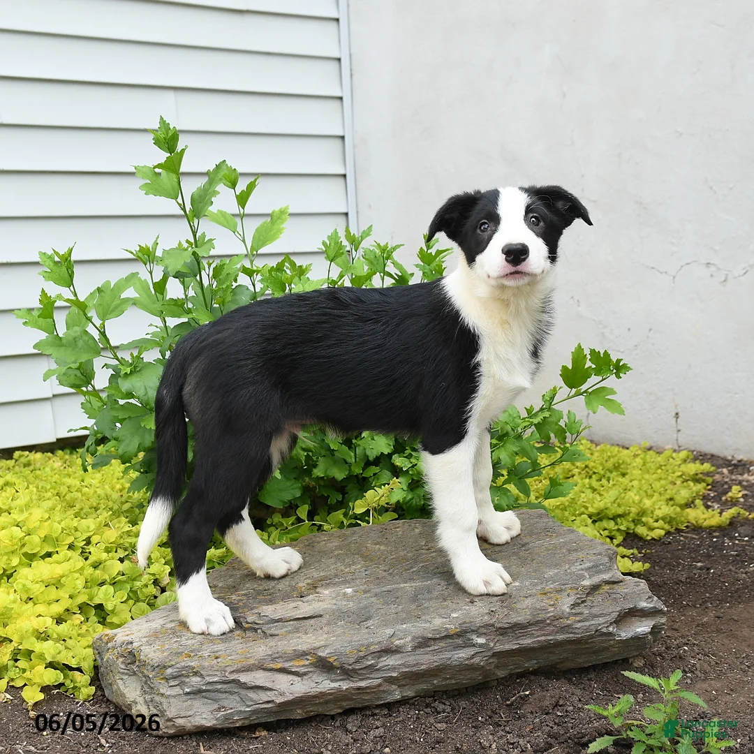 Border Collie dogs for sale: Herman - Ad 2