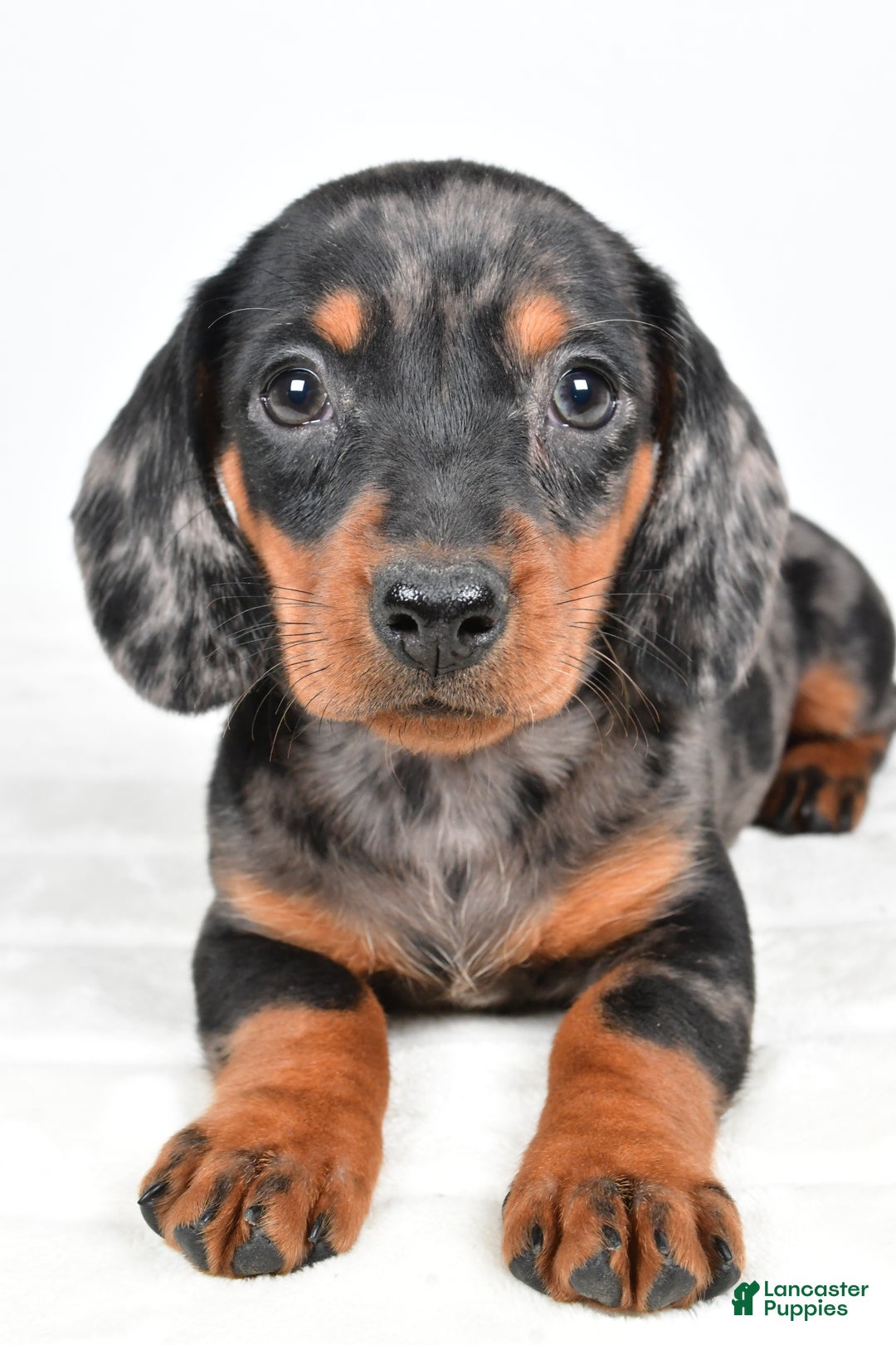 Miniature Dachshund dogs for sale: Cassidy - Ad 6