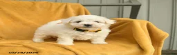 Bichon Frise dogs for sale: Harvey  - Ad 5