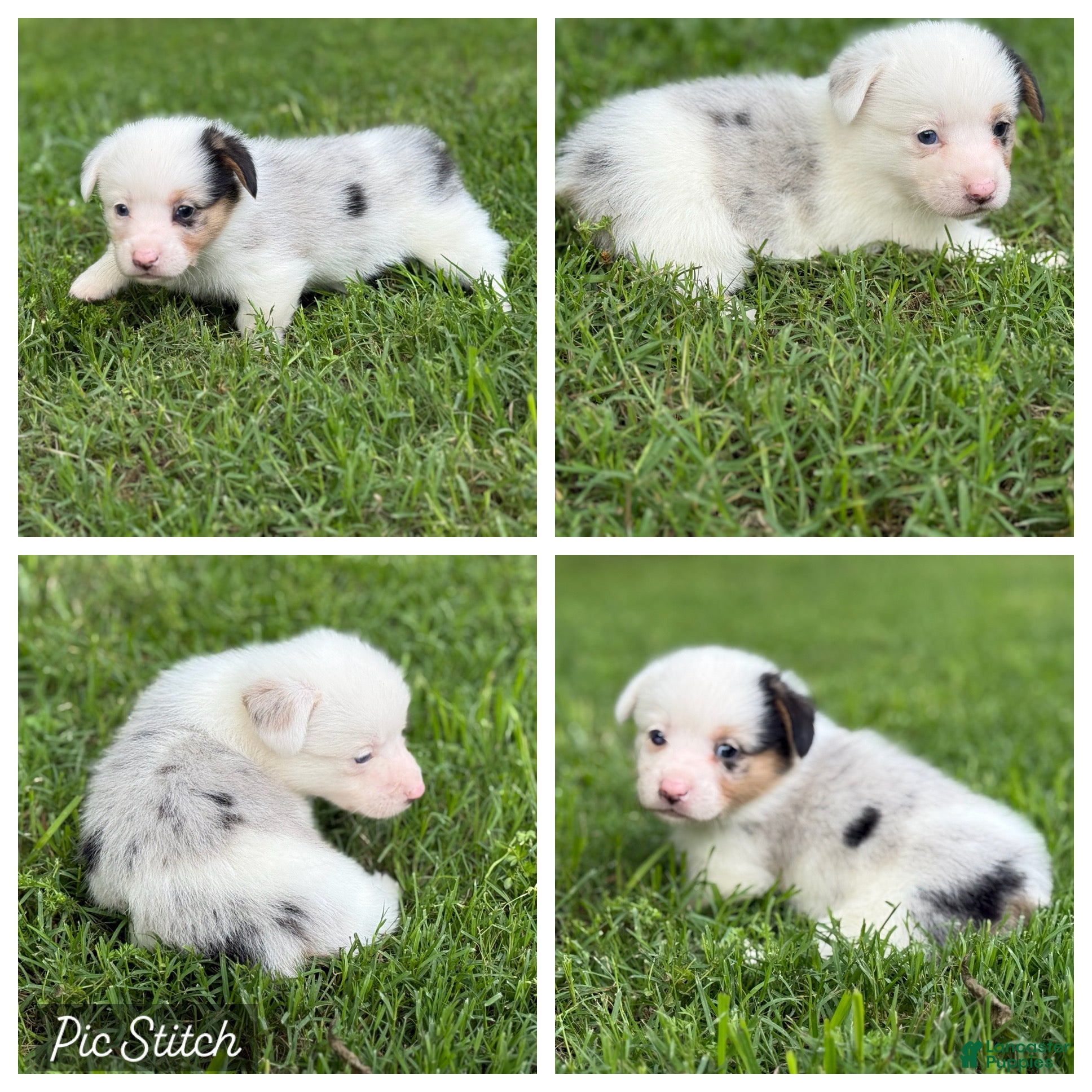 Mixed Breed dogs Mismark Merle- white face - Ad 36