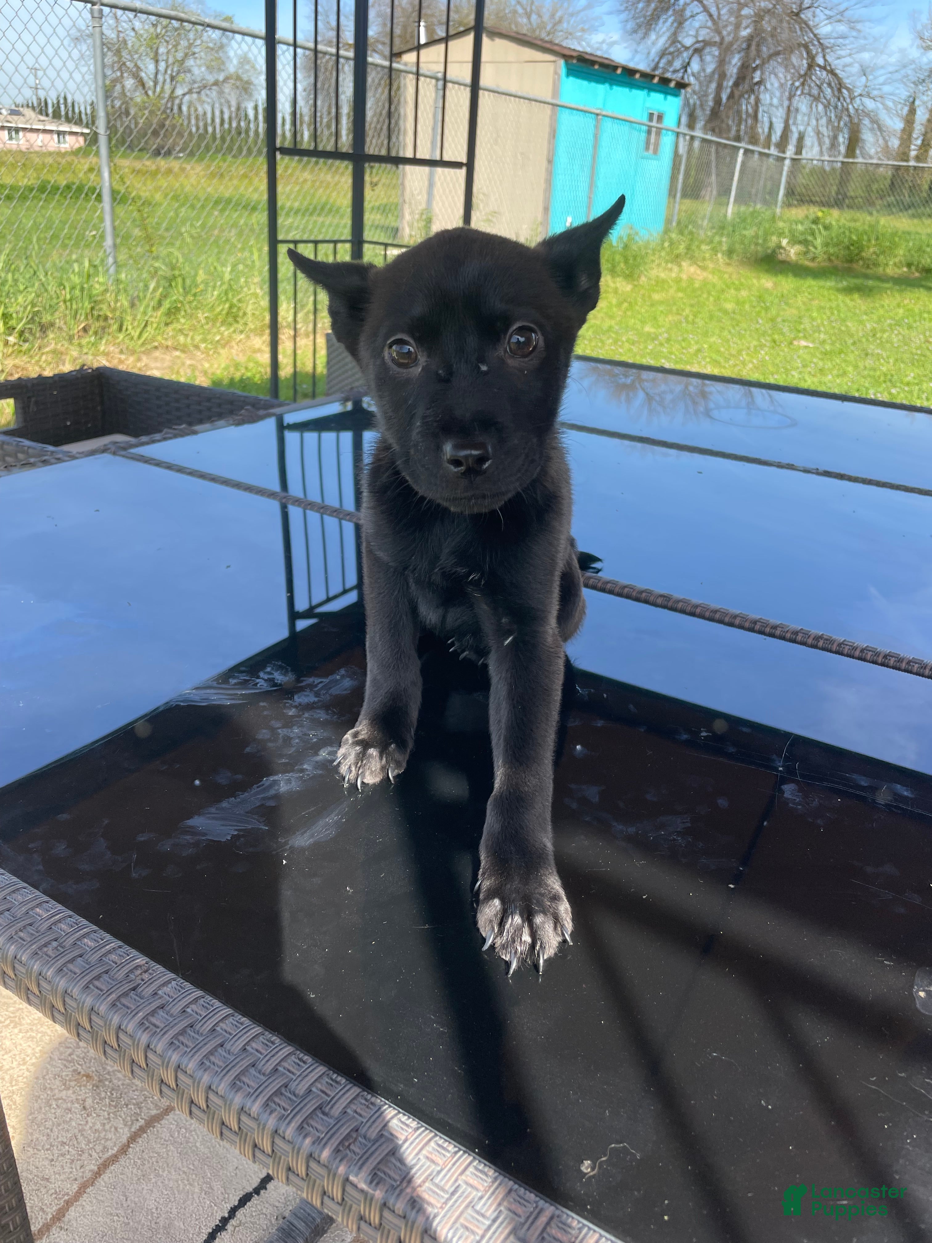 Mixed Breed dogs Volvo - Ad 18