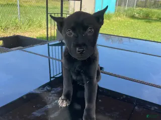 Mixed Breed dogs Volvo - Ad 18