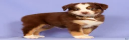 Miniature Australian Shepherd dogs for sale: Lexi - Ad 4