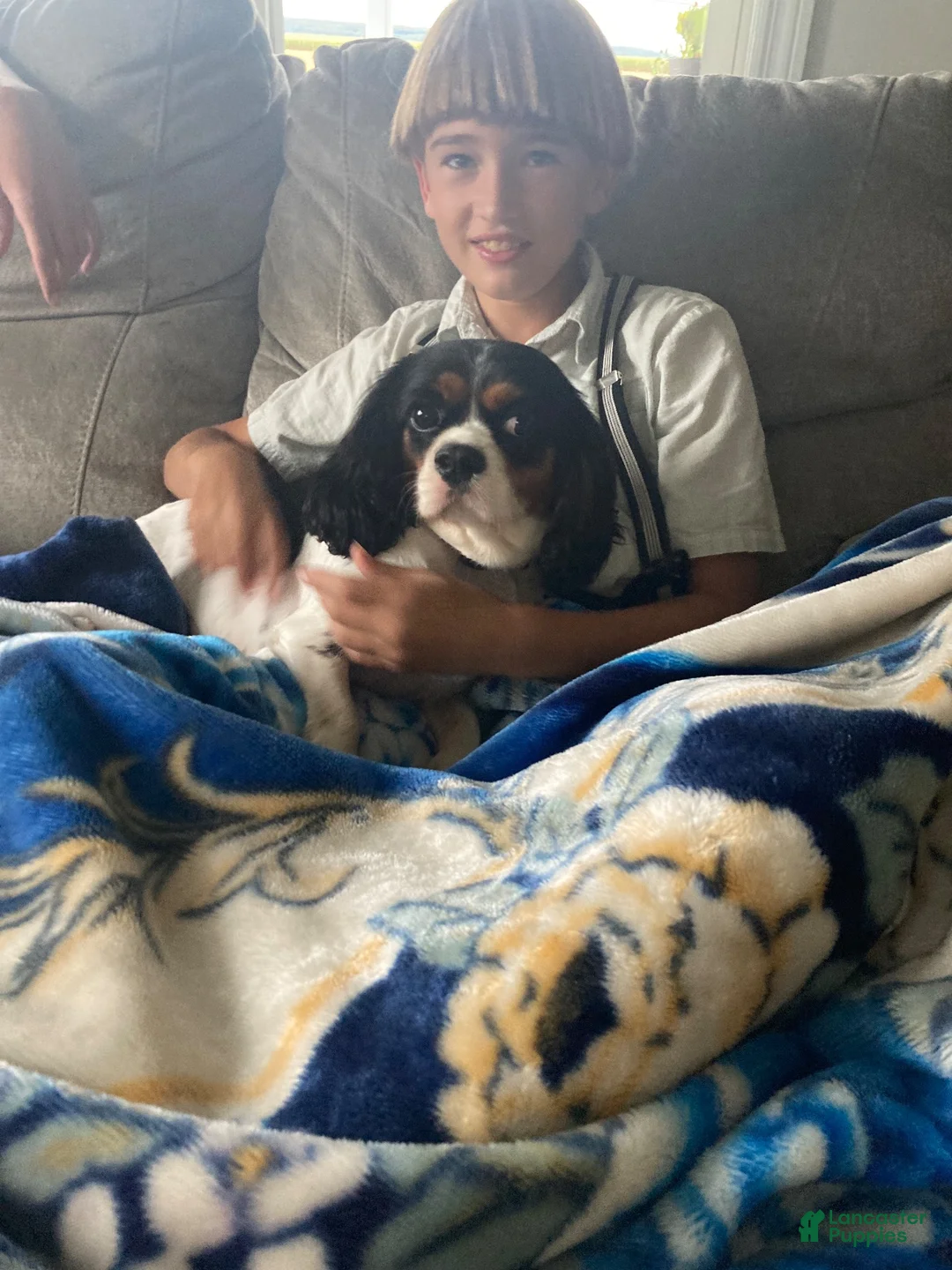 Cavalier King Charles Spaniel dogs for sale: Lila - Ad 4