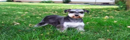 Miniature Schnauzer dogs for sale: Champ - Ad 6