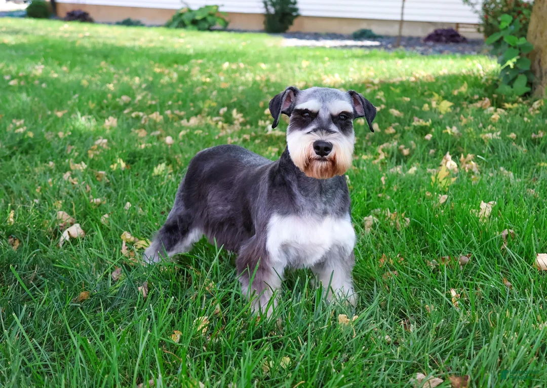 Miniature Schnauzer dogs for sale: Champ - Ad 6