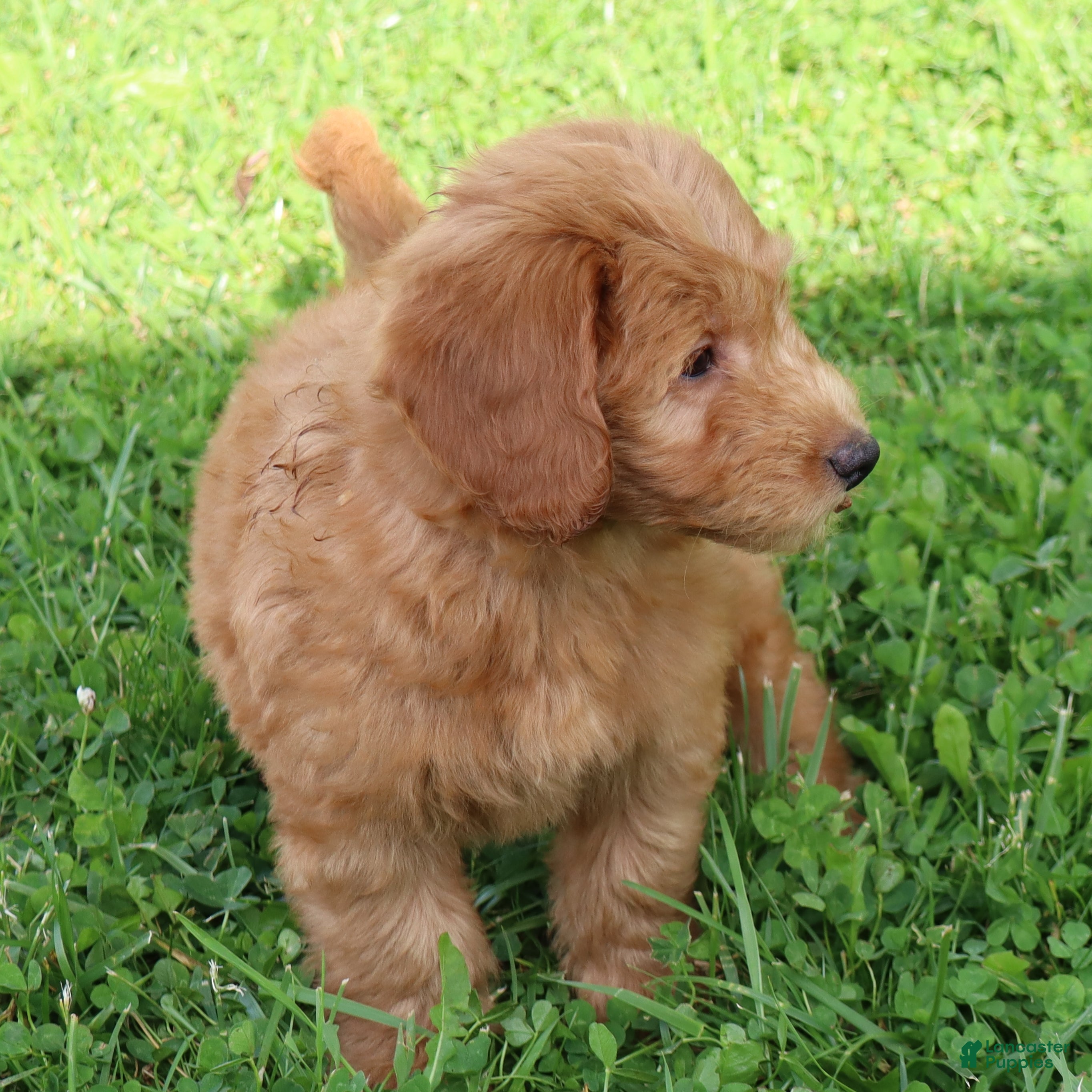 Mini Goldendoodle dogs Barney - Ad 2