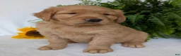 Golden Retriever dogs for sale: Parker  - Ad 3