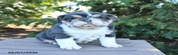 Olde English Bulldogge dogs for sale: Pansy - Ad 2