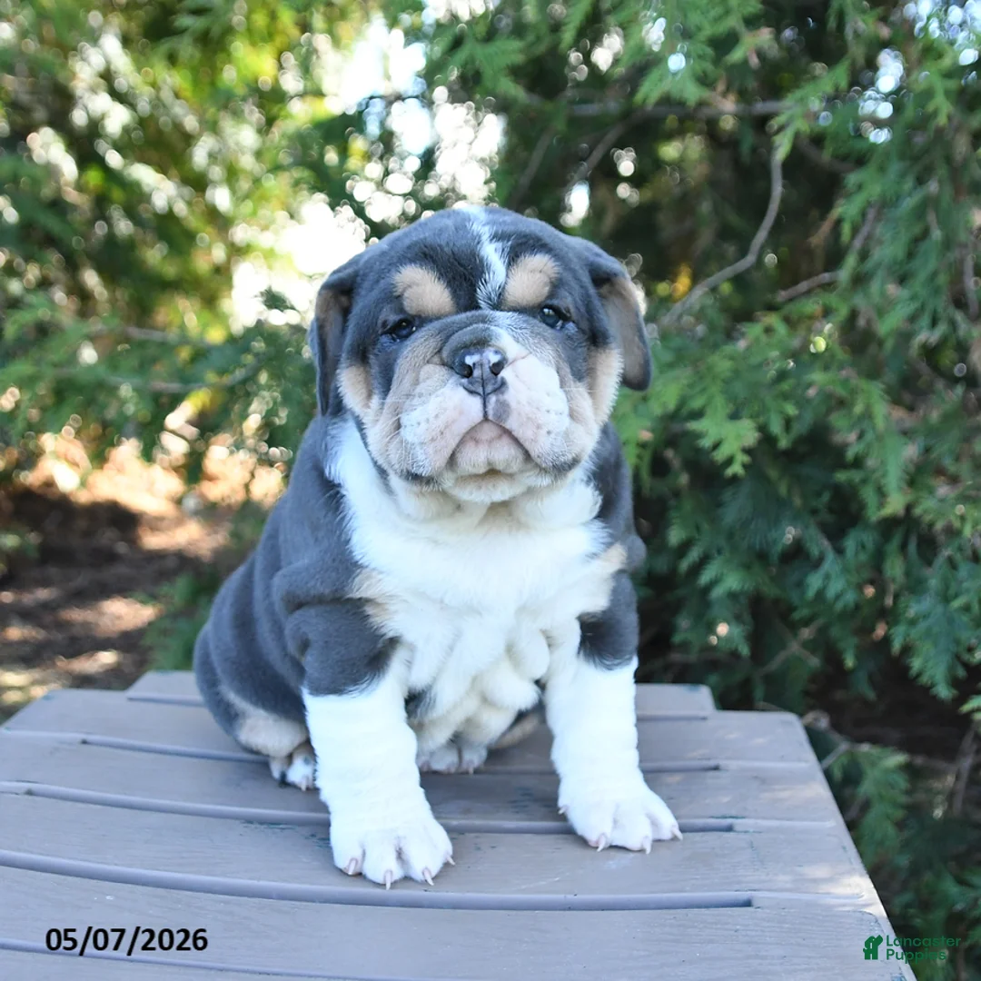 Olde English Bulldogge dogs for sale: Pansy - Ad 2