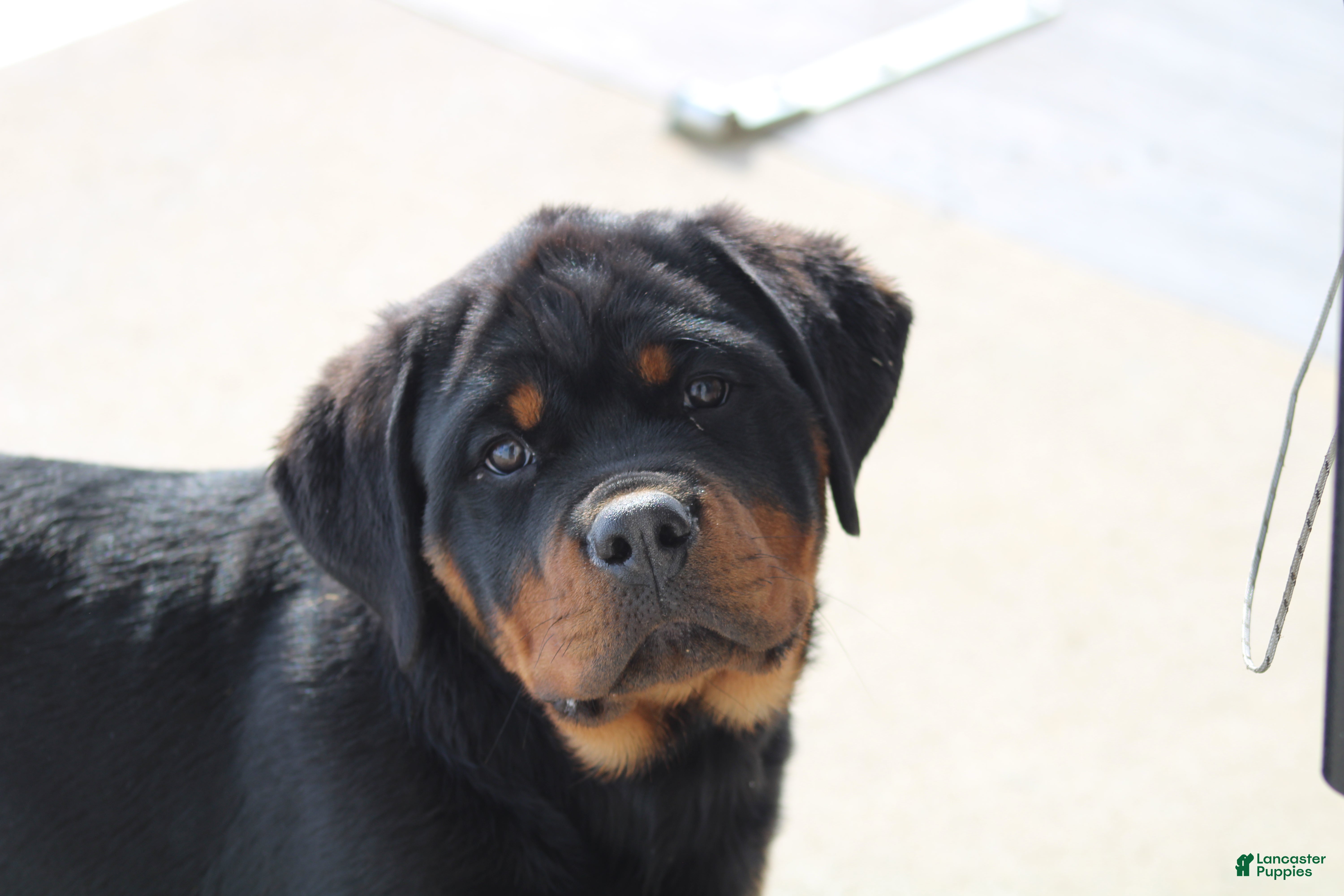 Rottweiler dogs Harmony - Ad 2