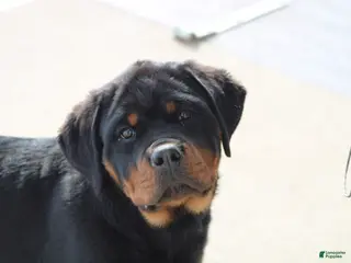 Rottweiler dogs Harmony - Ad 2