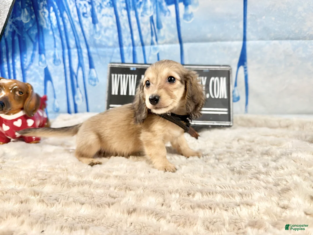 Miniature Dachshund dogs for sale: CReam boy - Ad 2