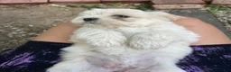 Mixed Breed dogs for sale: Chloe - Ad 2