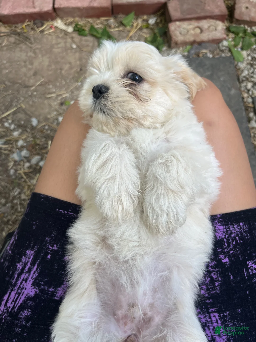 Mixed Breed dogs for sale: Chloe - Ad 2