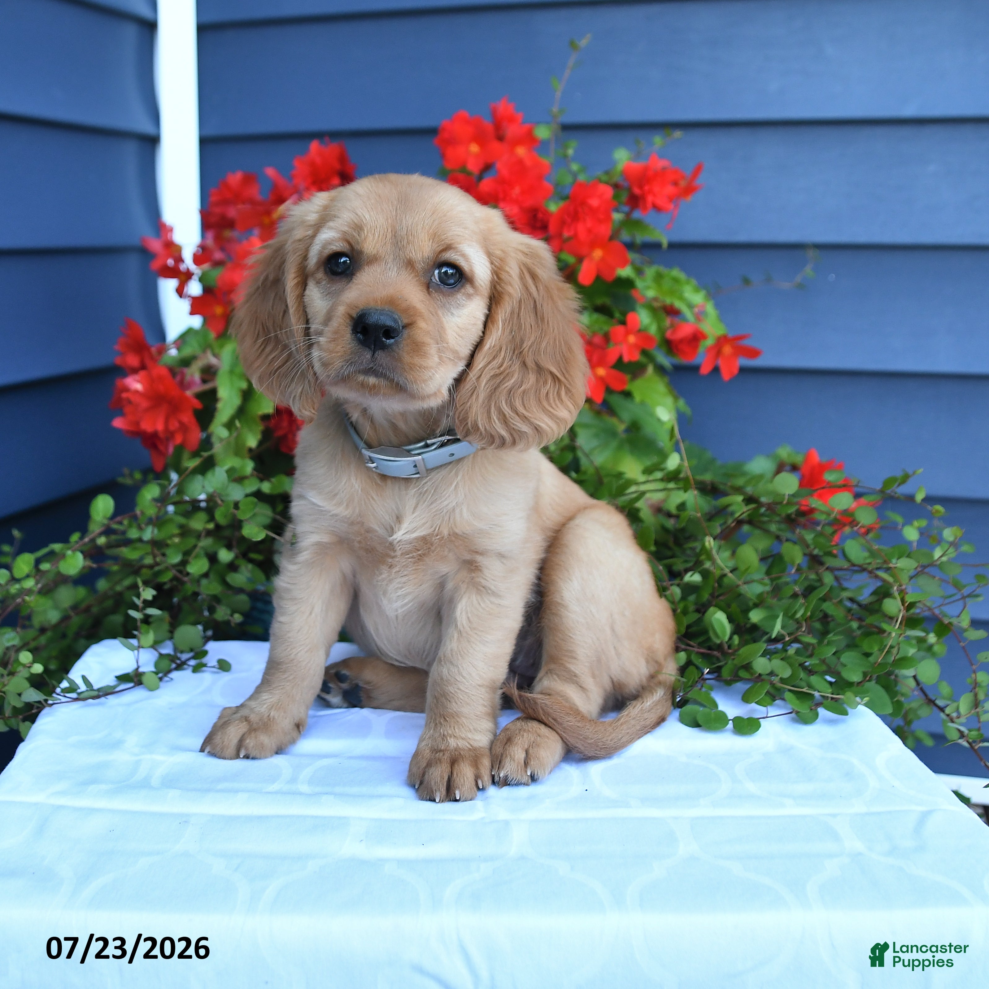 Miniature Golden Retriever dogs Pansey - Ad 1