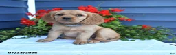 Miniature Golden Retriever dogs for sale: Pansey - Ad 1