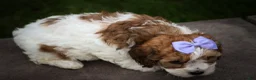 Cavachon dogs for sale: Hallie🎀 - Ad 19