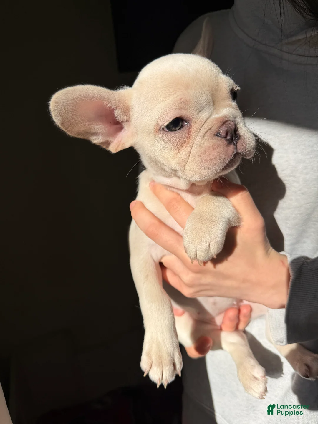 French Bulldog dogs for sale: Lola - Ad 2