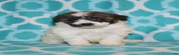 Miniature Poodle dogs for sale: Reserved Harlee’s Br&W male - Ad 5