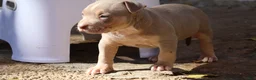 American Bully dogs for sale: Tampa - Ad 5