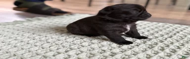 Pug Puppy 