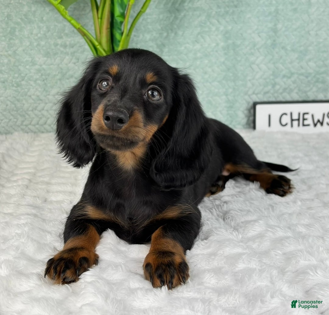 Miniature Dachshund dogs for sale: Dolly - Ad 2