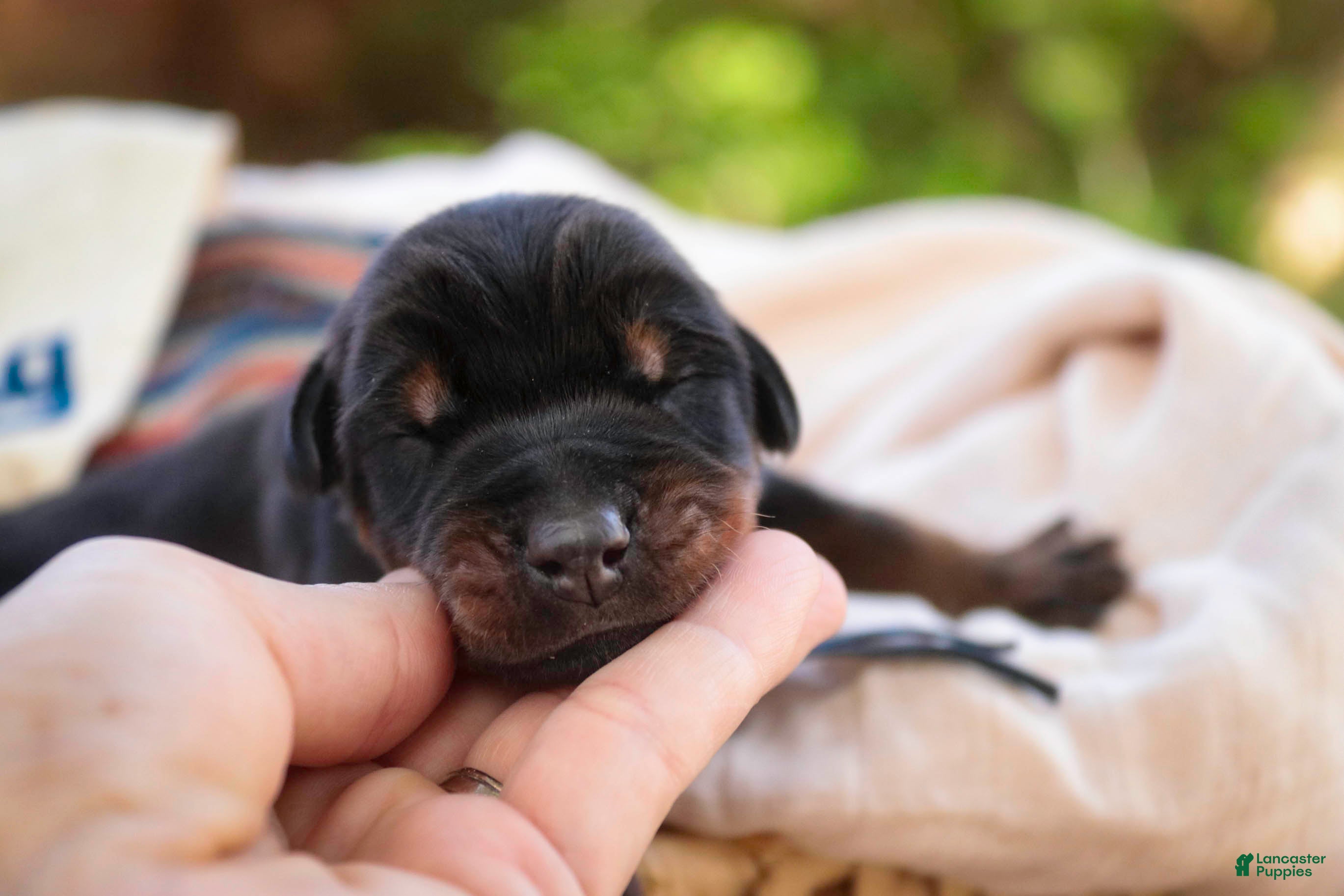 Doberman Pinscher dogs Malcolm - Ad 1