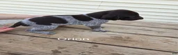 German Shorthaired Pointer dogs for sale: Orion - Ad 3