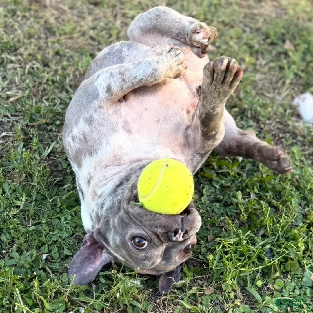 French Bulldog dogs for sale: Stormy - Ad 15