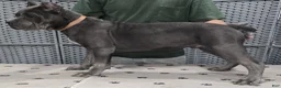 Cane Corso dogs for sale: Cane Corso Puppy 2 - Ad 2