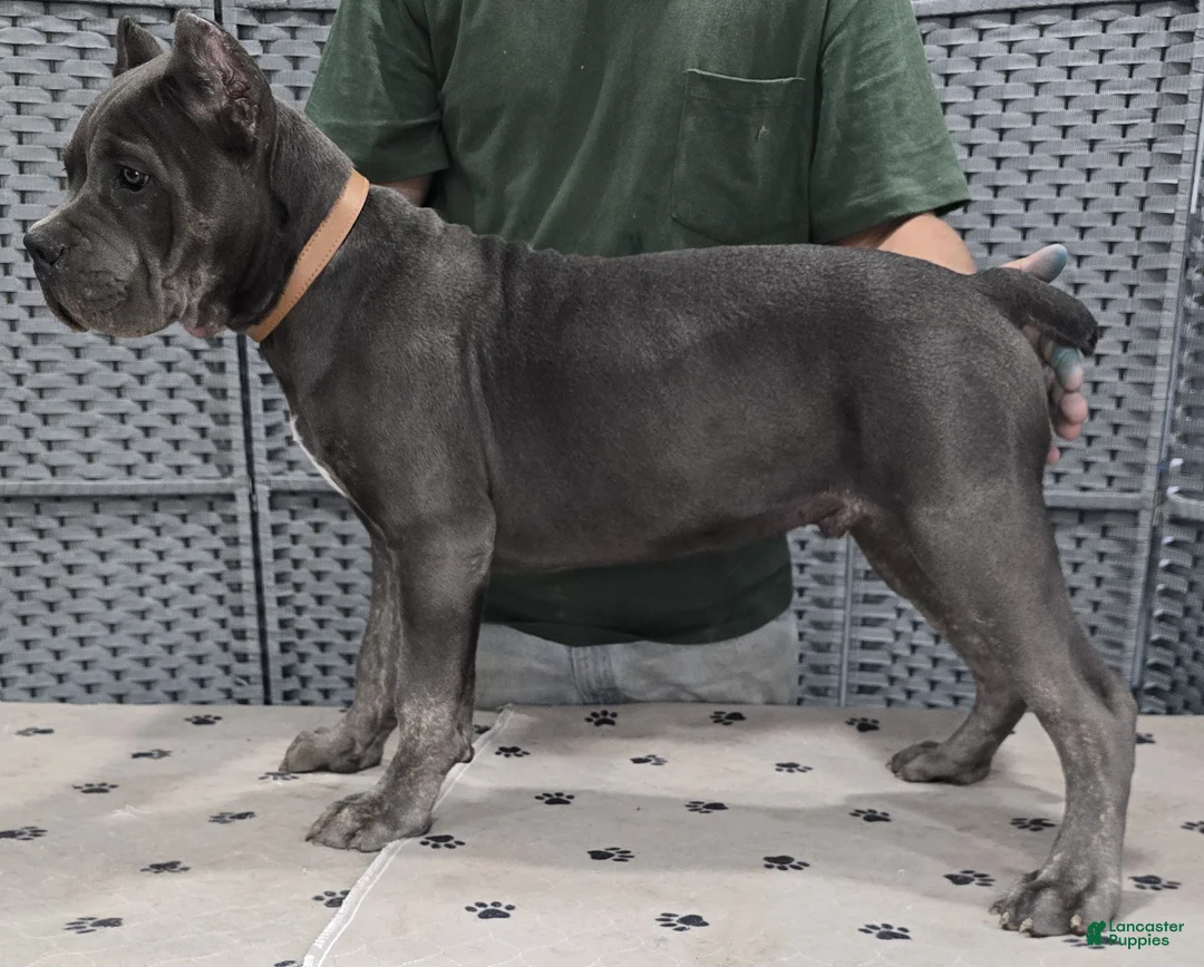Cane Corso dogs for sale: Cane Corso Puppy 2 - Ad 2