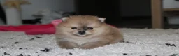 Pomeranian dogs for sale: Honey  - Ad 11