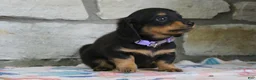 Miniature Dachshund dogs for sale: Abby - Ad 7