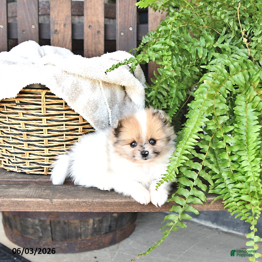 Pomeranian dogs Wally - Ad 1