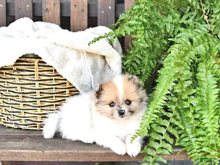Pomeranian dogs for sale: Wally - Ad 3