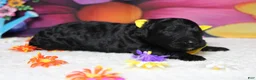Bernedoodle dogs for sale: Zephyr  - Ad 2