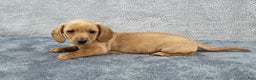 Miniature Dachshund dogs for sale: Baxter  - Ad 5